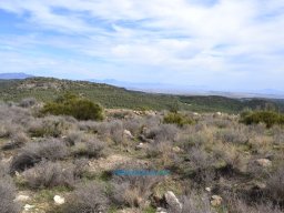 Yacimiento de la Almoloya 2007